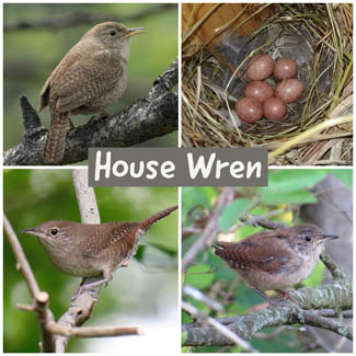House Wren
